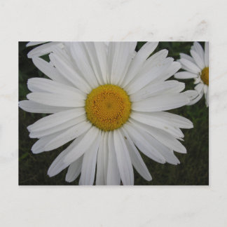 Cartão Postal Marguerite