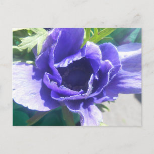 Cartão Postal Marguerite