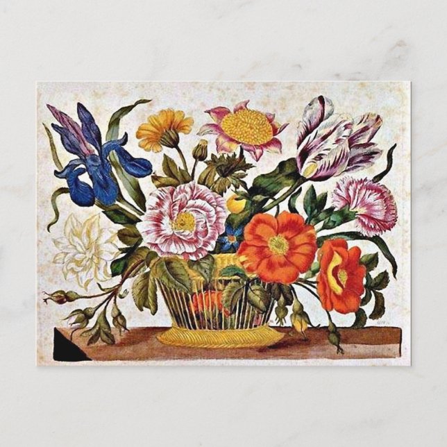Cartão Postal Maria Sibylla Merian - De Raupen Wunderbare (Frente)