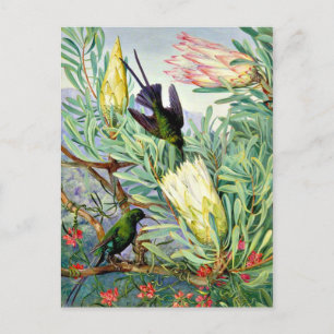 Cartão Postal Marianne North - Flores de mel e sugadores de mel