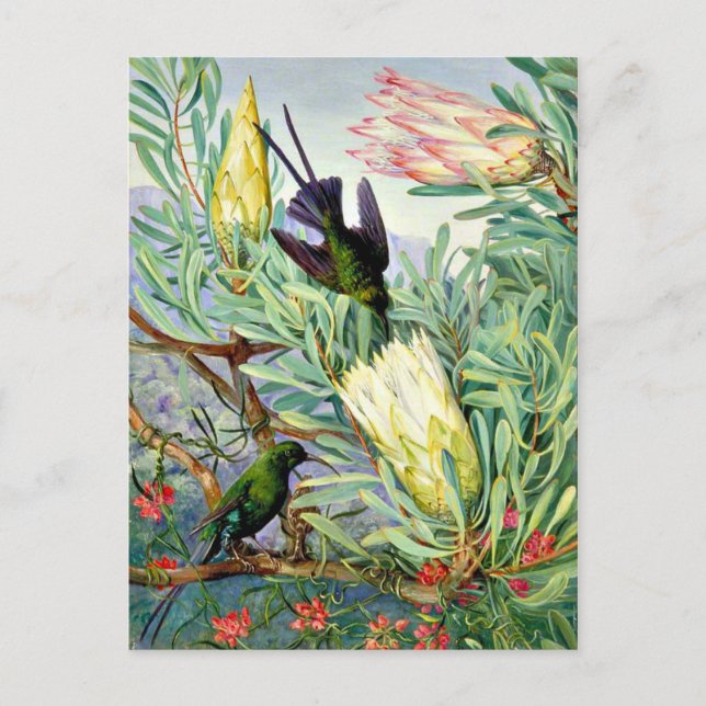 Cartão Postal Marianne North - Flores de mel e sugadores de mel (Frente)