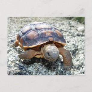 Cartão Postal Marianne the Keya :) (Muito Jovem Tortoise no Dese