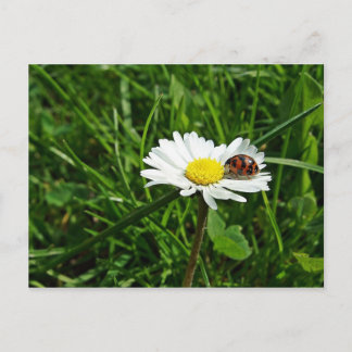 Cartão Postal marienkäfer auf gänseblümchen