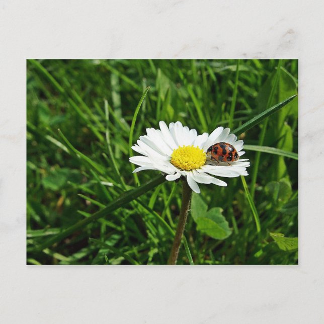 Cartão Postal marienkäfer auf gänseblümchen (Frente)