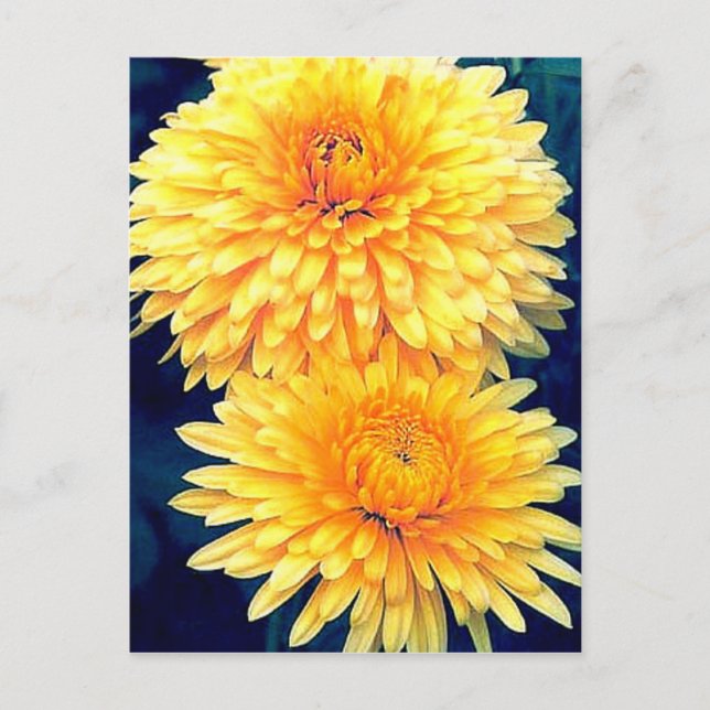 Cartão Postal Marigold Amarelo (Frente)