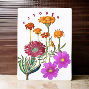 Cartão Postal Marigold & Cosmos, flores do mês de outubro