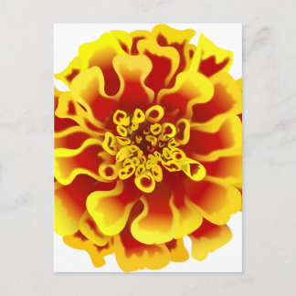 Cartão Postal Marigold Flower