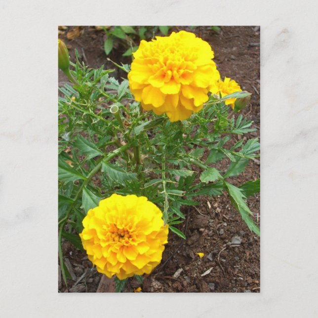 Cartão Postal Marigolds (Frente)