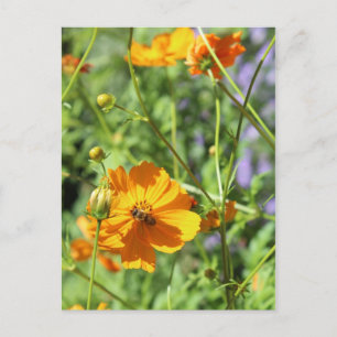 Cartão Postal Marigolds # 6