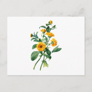 Cartão Postal Marigolds Sunny Retirado Da Natureza