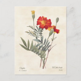 Cartão Postal Marigolds Vintage Botanical Illustration
