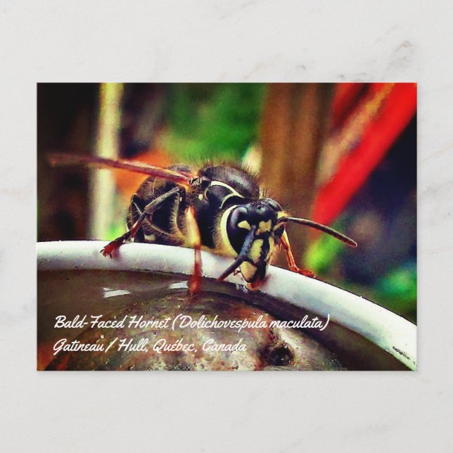 Cartão Postal Marimbondo-de-rosto-branco (Dolichovespula maculat (Frente)