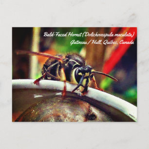 Cartão Postal Marimbondo-de-rosto-branco (Dolichovespula maculat