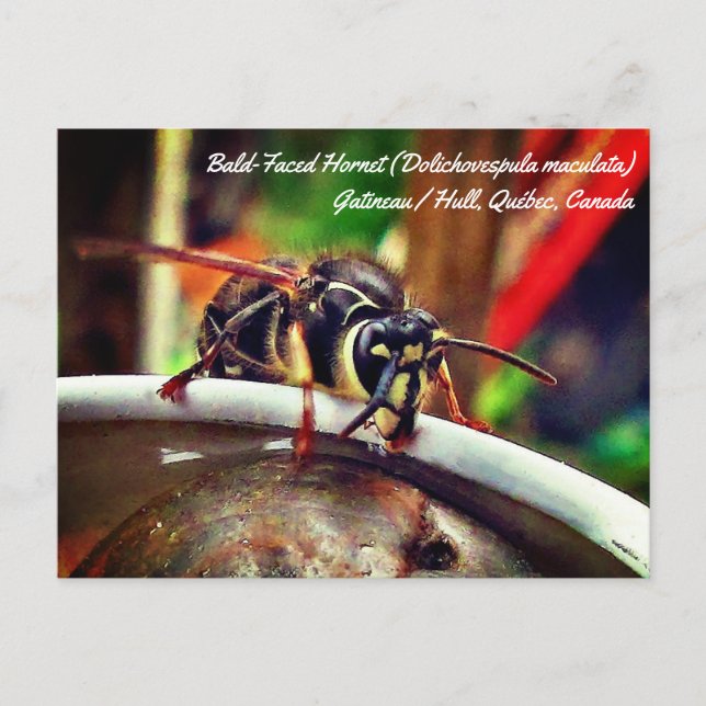 Cartão Postal Marimbondo-de-rosto-branco (Dolichovespula maculat (Frente)