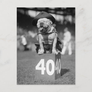 Cartão Postal Marine Corps Mascot, 1920