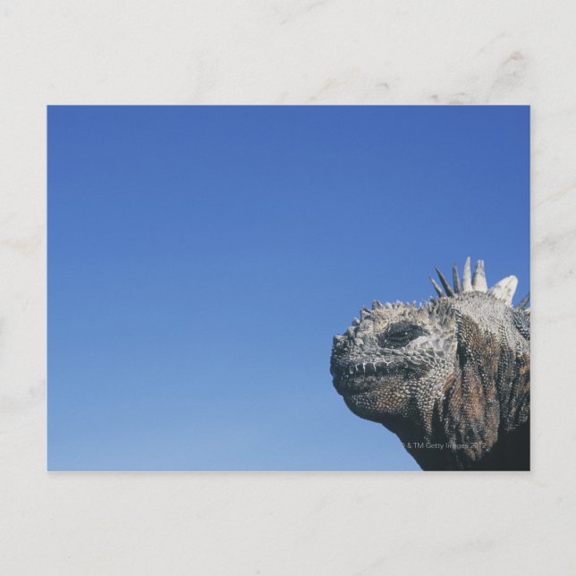 Cartão Postal Marine Iguana (Frente)