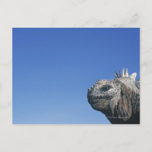 Cartão Postal Marine Iguana