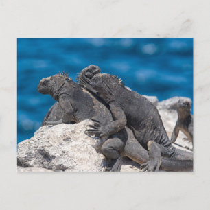 Cartão Postal Marine Iguana