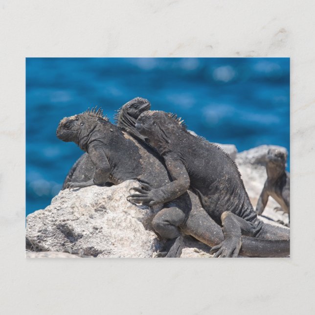 Cartão Postal Marine Iguana (Frente)