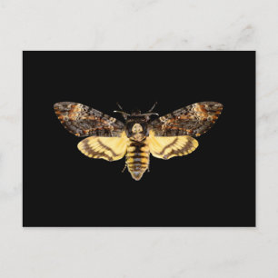 Cartão Postal mariposa cabeça de morte africana mariposa borbole