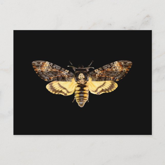 Cartão Postal mariposa cabeça de morte africana mariposa borbole (Frente)