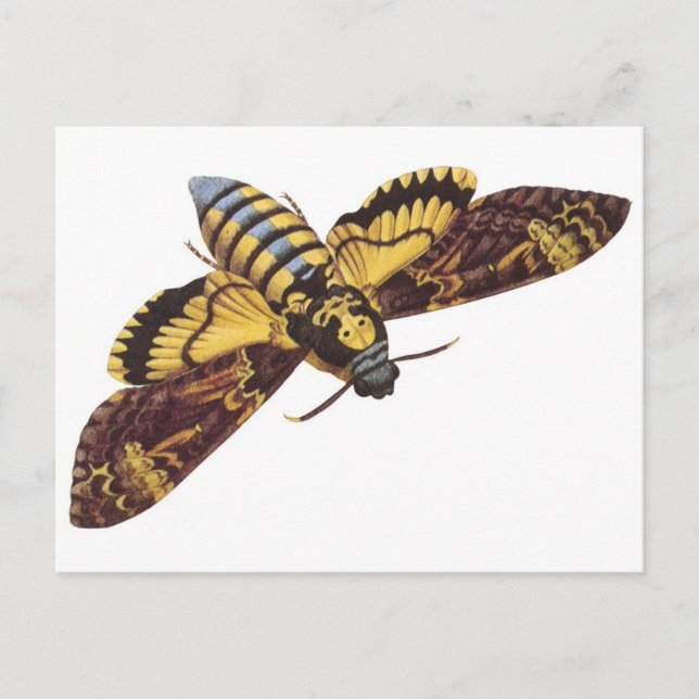 Cartão Postal Mariposa da Morte (Frente)