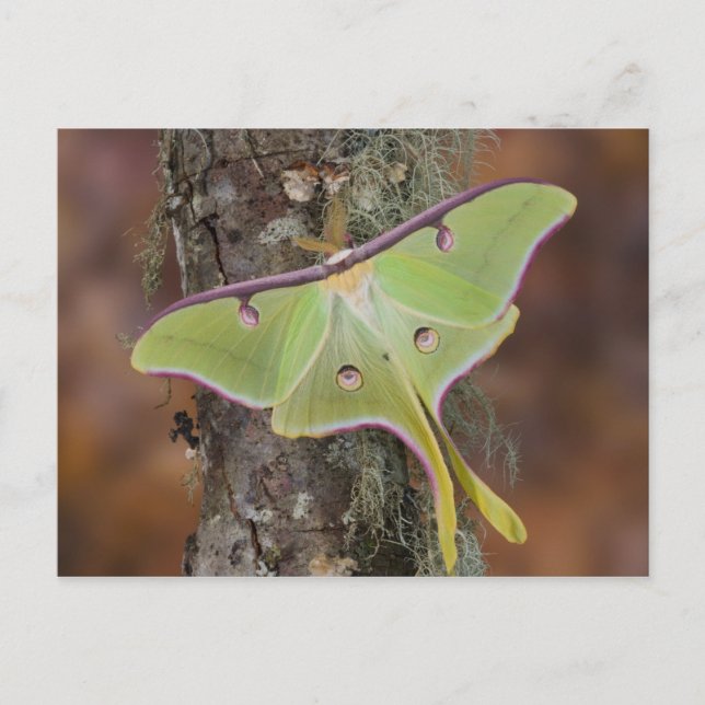 Cartão Postal Mariposa-da-seda Luna (Frente)