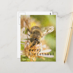 Cartão Postal Mariposa de Natal na Flor