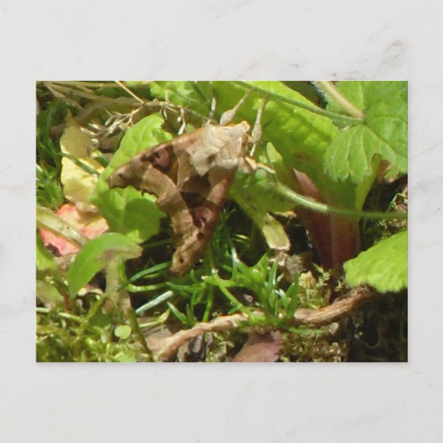 Cartão Postal Mariposa-de-sombra-angular (Frente)