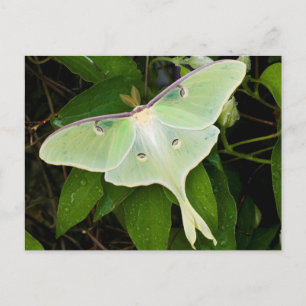 Cartão Postal Mariposa Lunar em Clematite de Carnaby