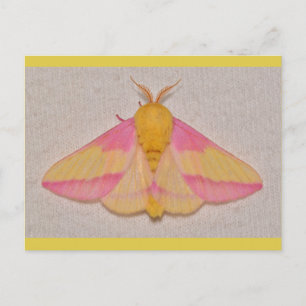 Cartão Postal Mariposa Mapa Rosa.