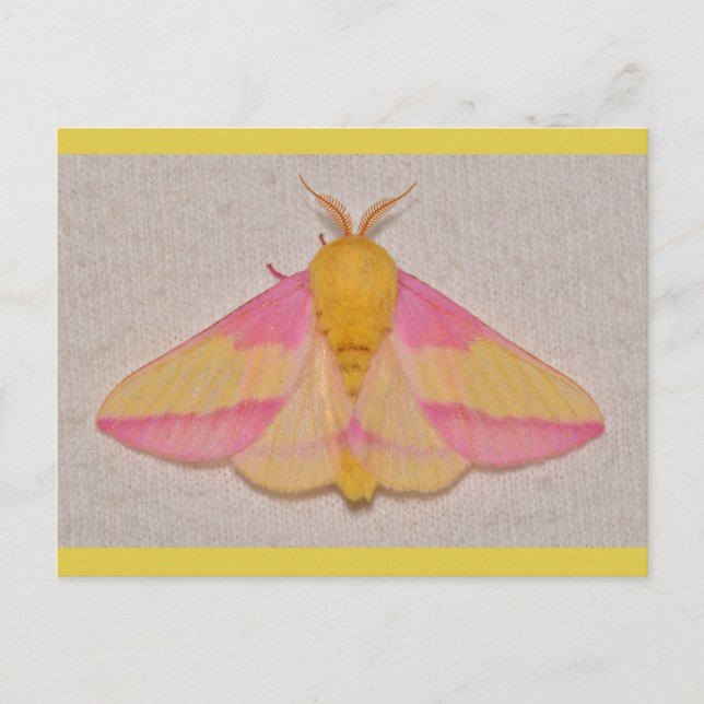 Cartão Postal Mariposa Mapa Rosa. (Frente)
