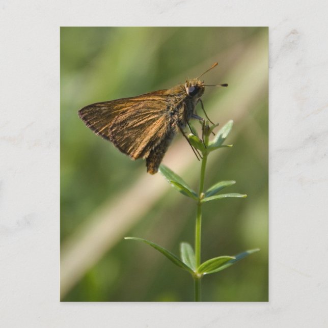 Cartão Postal mariposa marrom (Frente)
