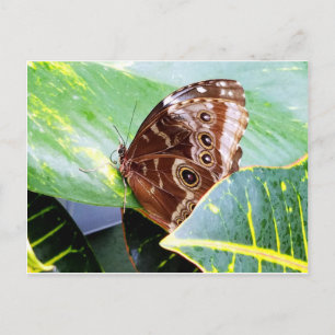 Cartão Postal mariposa olho bonito marrom bege imagem inseto