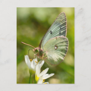 Cartão Postal Mariposa Verde em Falsa Alho Roupas e Presentes