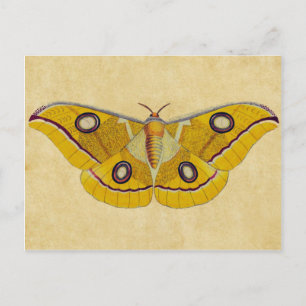 Cartão Postal Mariposa Vintage