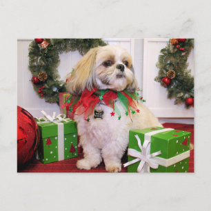 Cartão Postal Marley - Shih Tzu - Robbins