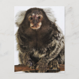 Cartão Postal Marmoset branco com orelha em galho, fechar, estúd