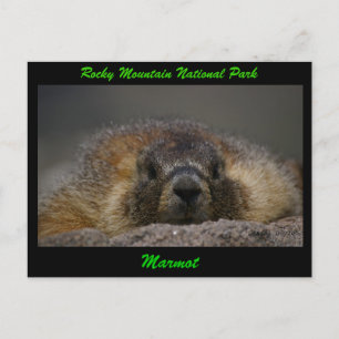 Cartão Postal Marmot