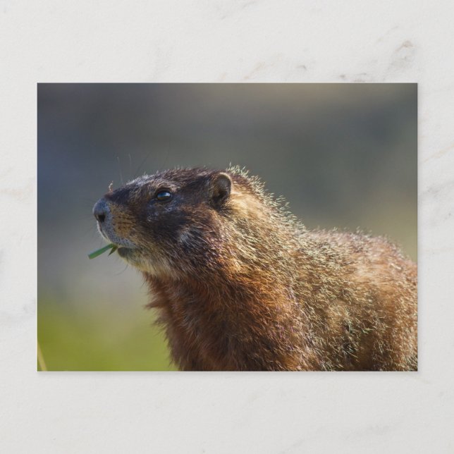 Cartão Postal Marmot (Frente)