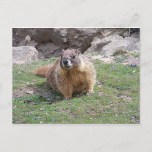 Cartão Postal Marmot