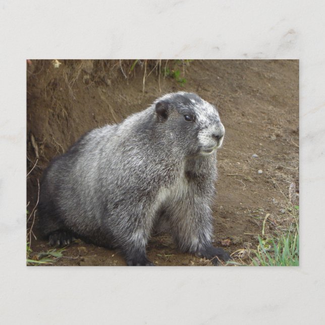 Cartão Postal Marmot (Frente)