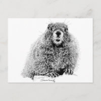 Marmot