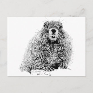 Cartão Postal Marmot