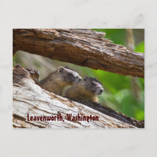 Cartão Postal Marmot Brothers Leavenworth Washington