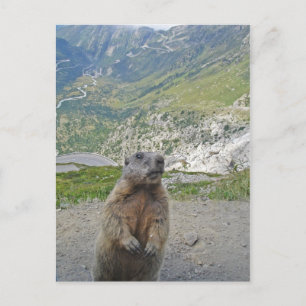 Cartão Postal Marmot no Furka Pass