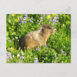 Cartão Postal Marmot no Monte Rainier Wildflower