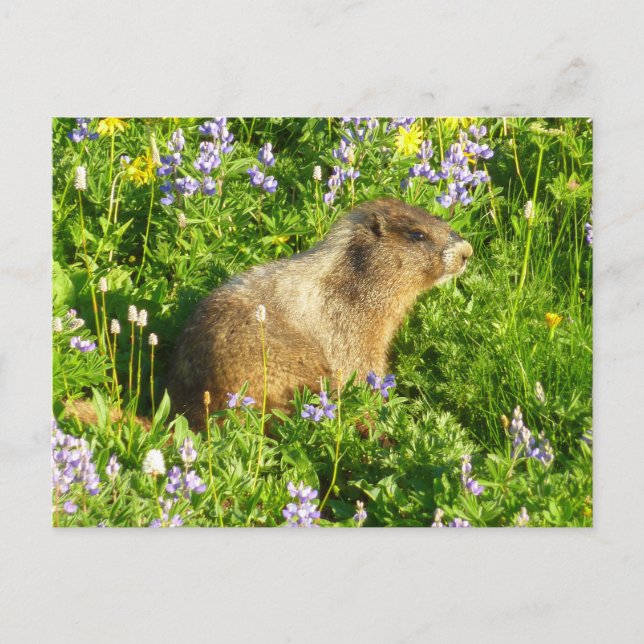 Cartão Postal Marmot no Monte Rainier Wildflower (Frente)