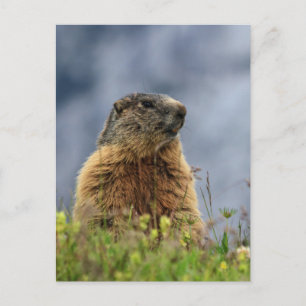 Cartão Postal marmot no prado alpino