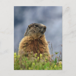 Cartão Postal marmot no prado alpino